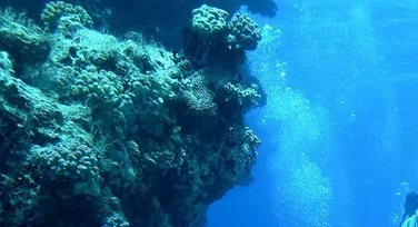 海底照片怎么拍？水下照片摄影指南