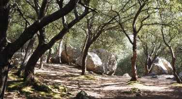 东方田园之韵：自然、诗意与和谐的设计灵感之旅