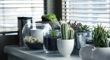 探索自然之美：植物拍摄技巧与灵感