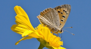 金灰配色方案：奢华与稳重的完美结合