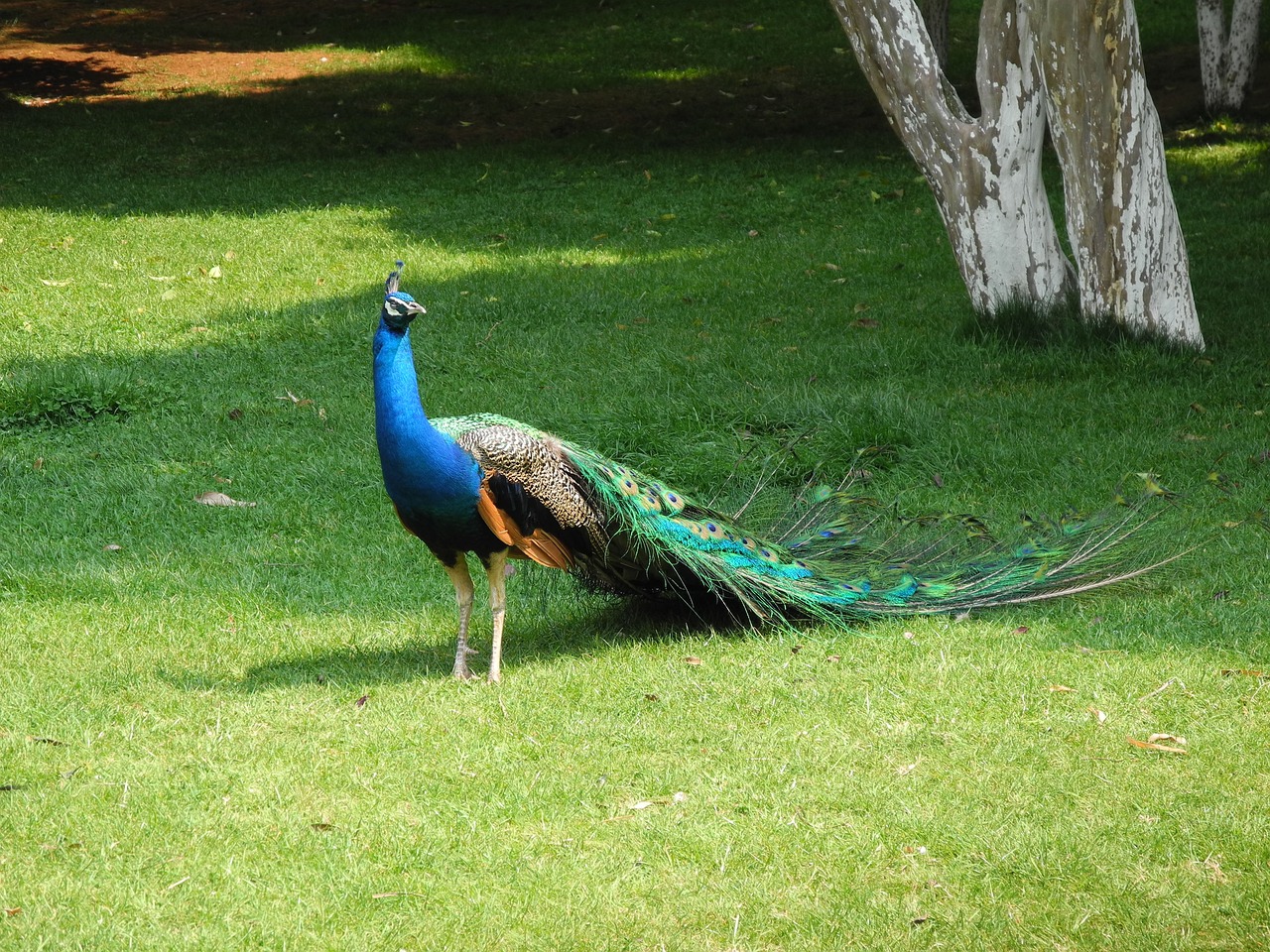 peacock-2163836_1280.jpg