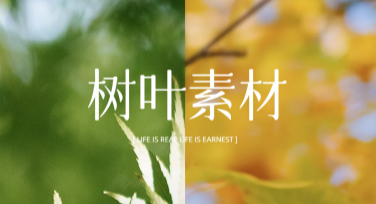 如何获取高质量的树叶素材？一站式设计解决方案