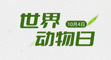 提升作图效率！世界动物日日签模板轻松搞定你的设计需求