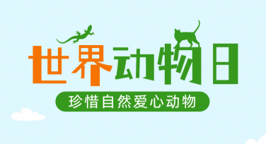 制作世界动物日宣传海报？选美图设计室简约风格模板超方便