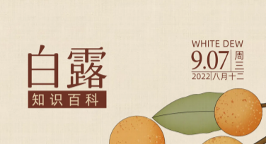 精选白露促销图模板，让你的设计更有创意与氛围！