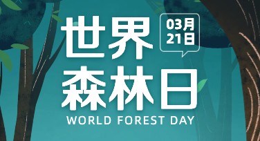 世界森林日海报设计，让你的创意生动表达