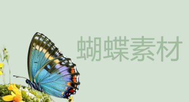 精选多风格蝴蝶素材，助力优质设计创意与灵感畅游