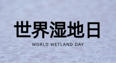 高颜值世界湿地日图文海报设计指南
