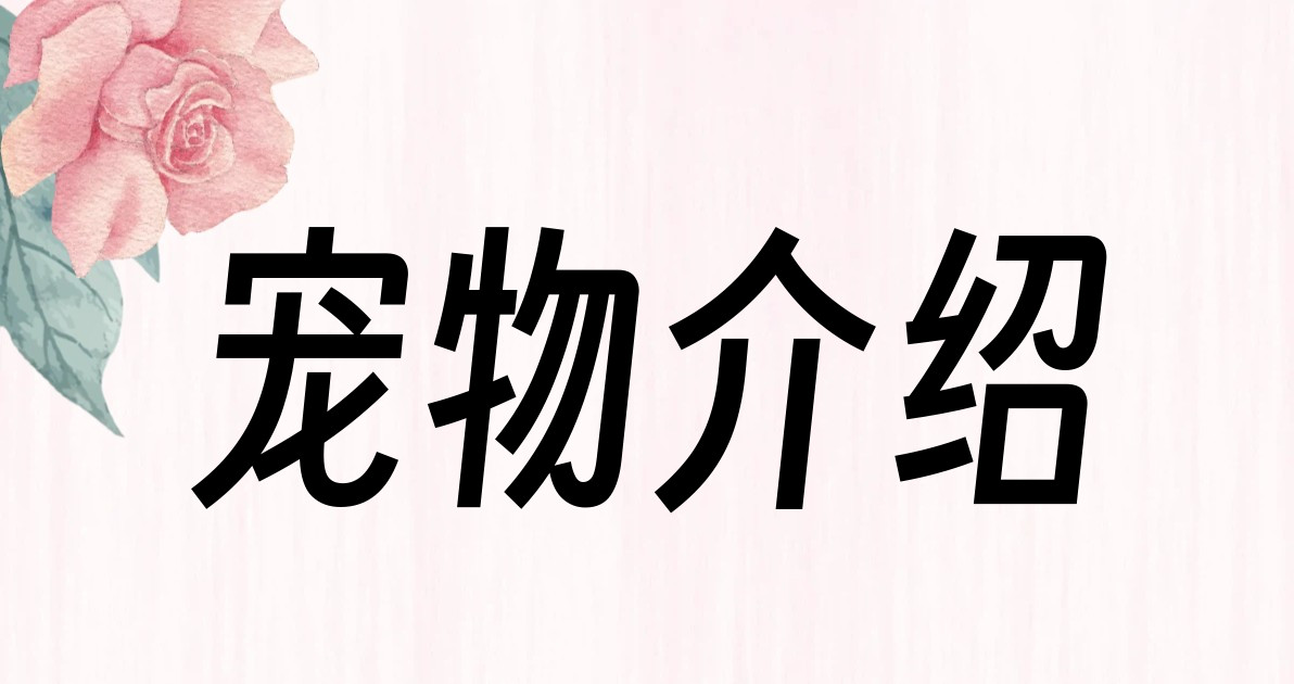 宠物介绍