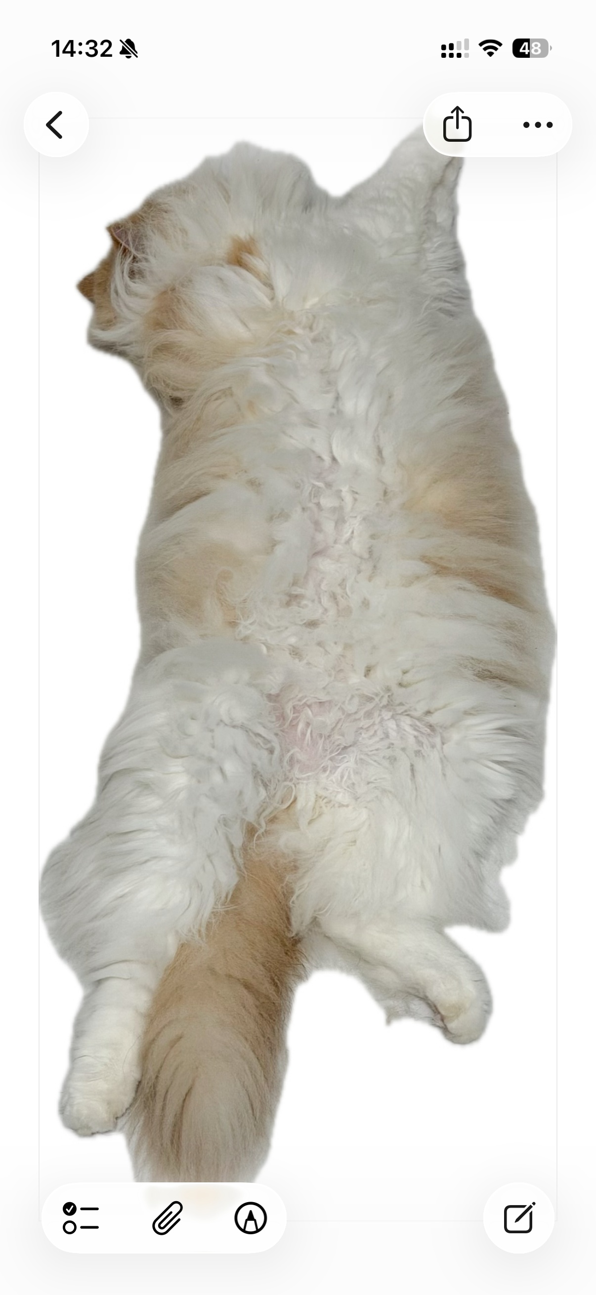 Copy or Share the Transparent Image