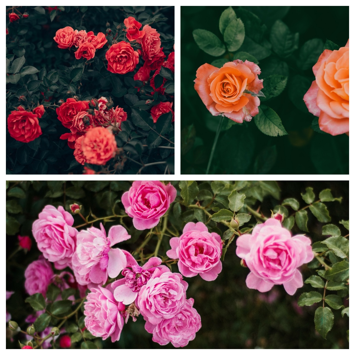 combine multiple images sample