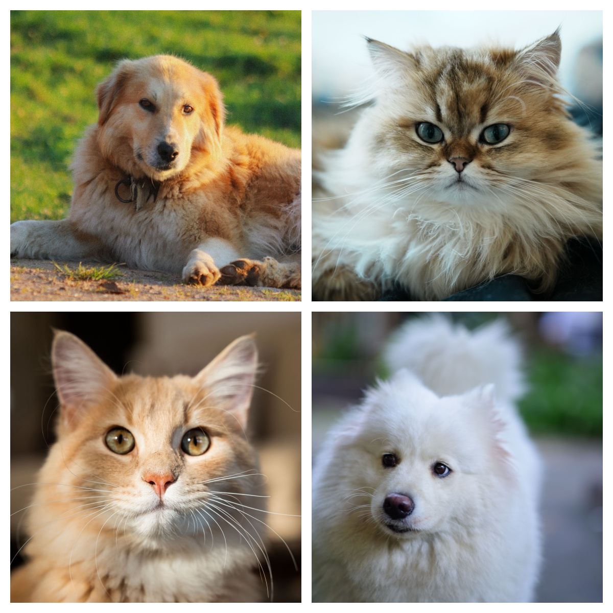 combine multiple images sample