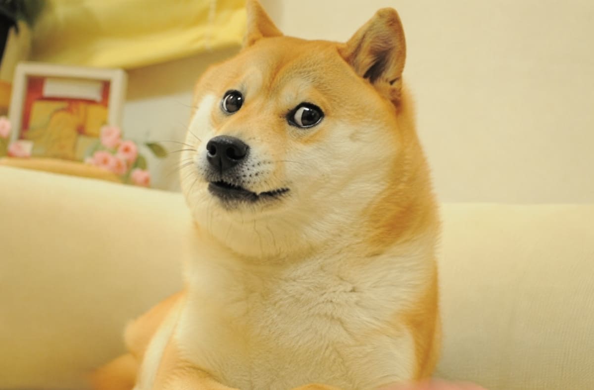 define dog memes