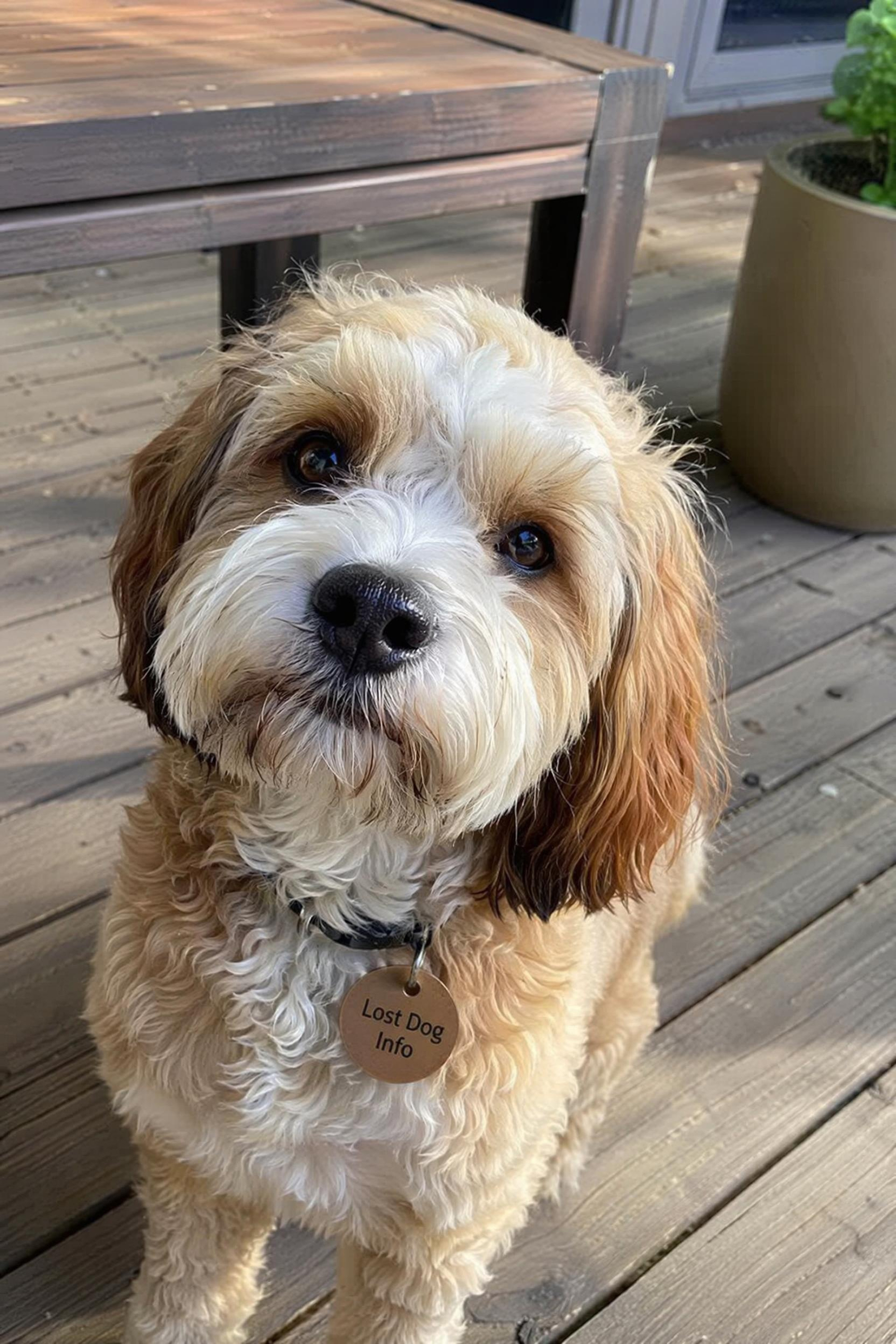 Reference image for AI Missing Pet poster generation