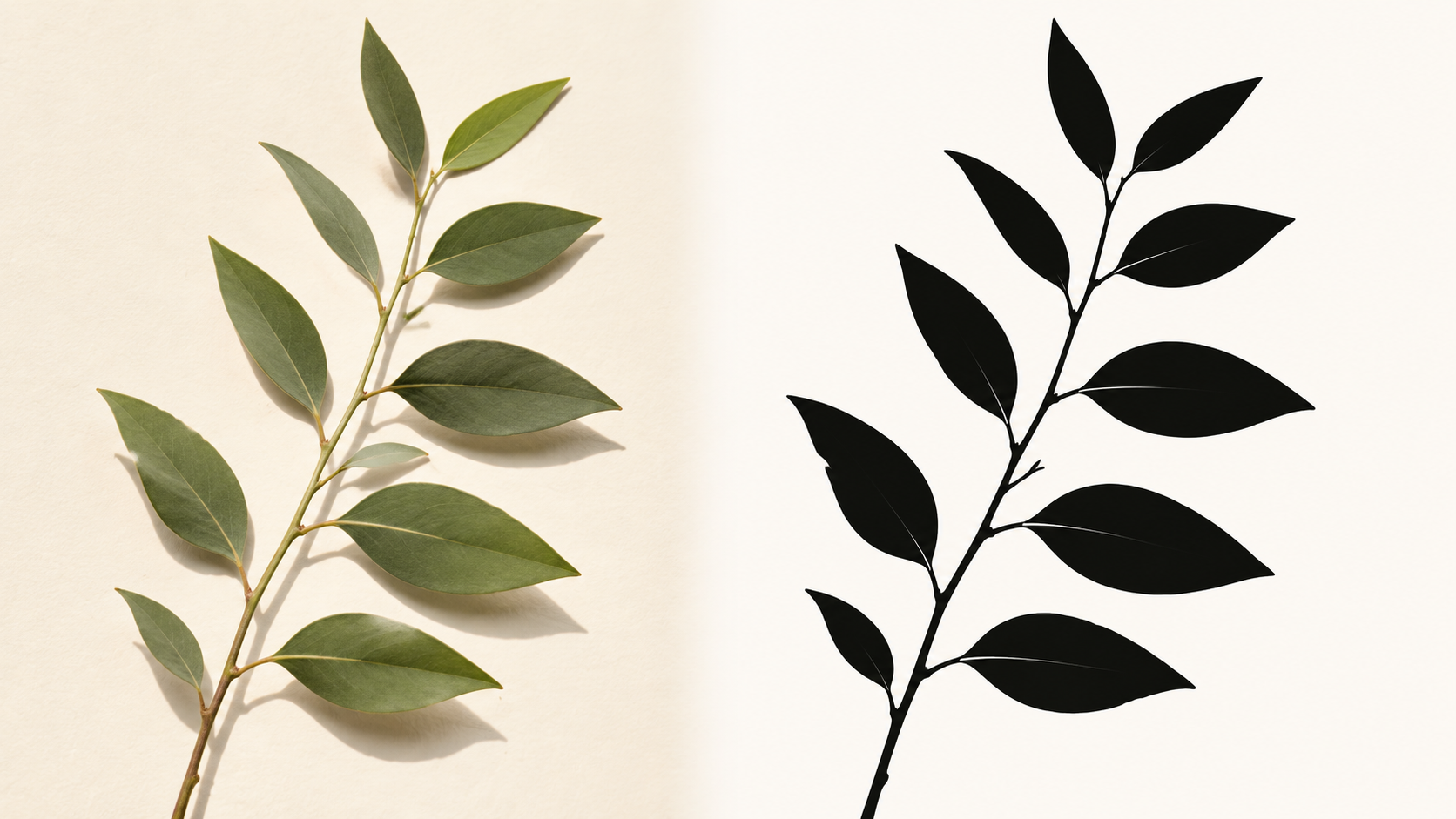 Botanical photo converted into a clean black-and-white stencil design