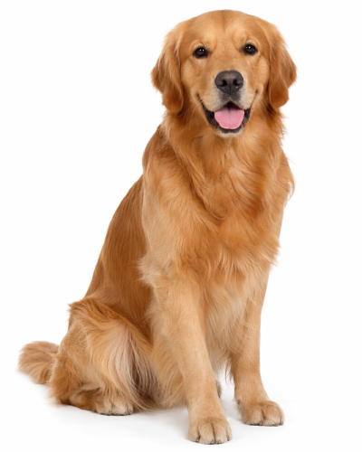 dog portrait