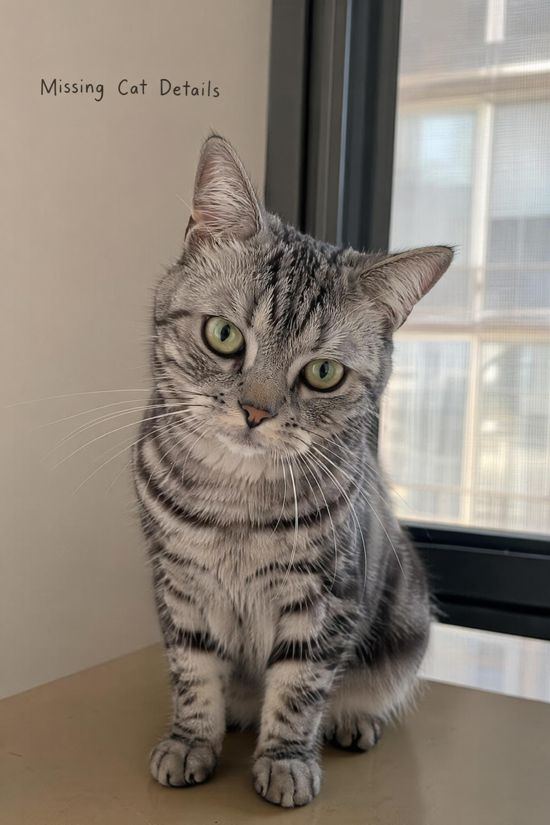 Reference image for AI Missing Pet poster generation