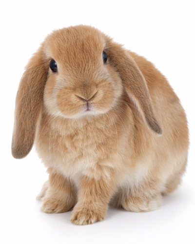 rabbit portratit