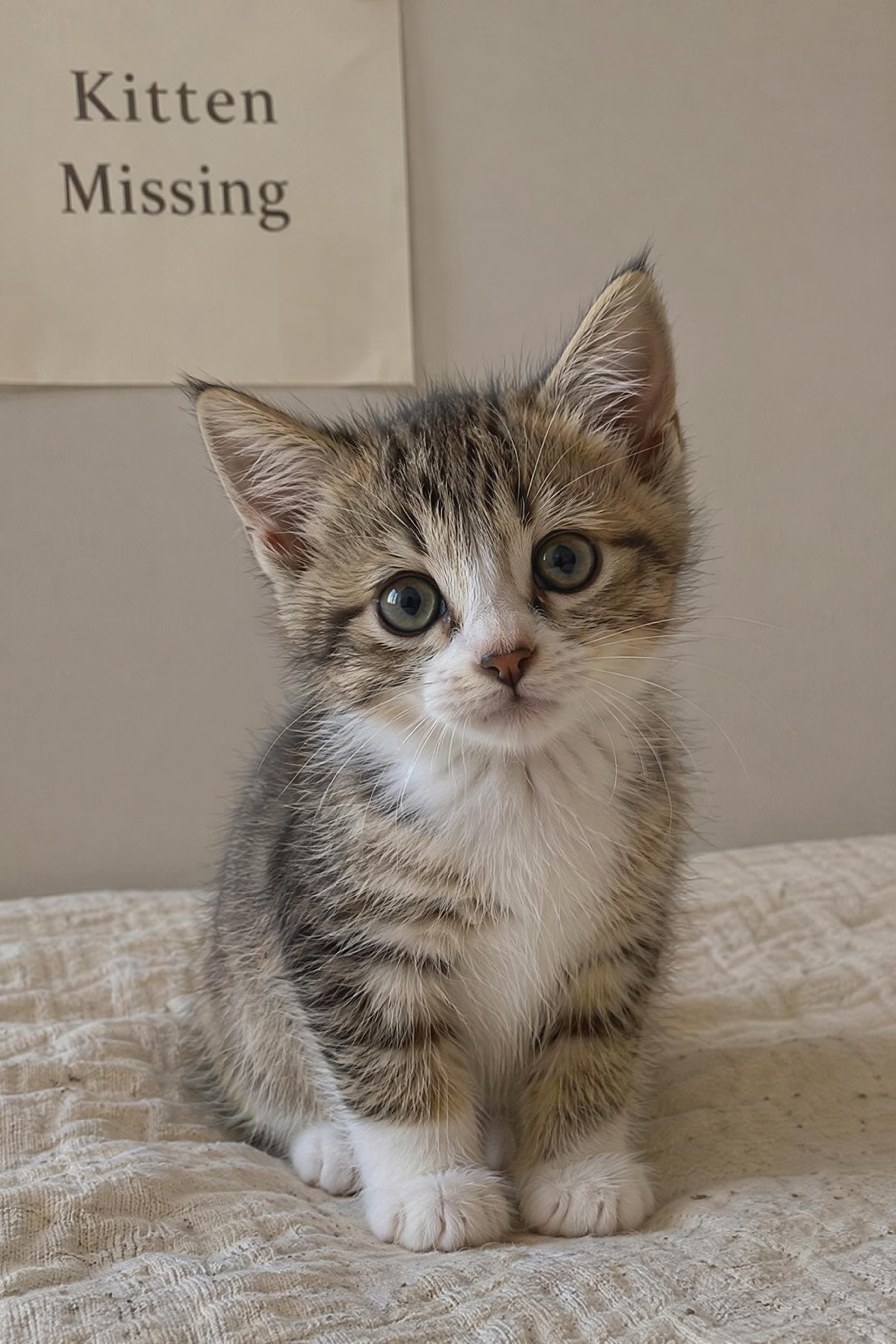 Reference image for AI Missing Pet poster generation