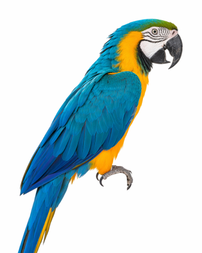Blue-and-Gold Macaw Photo